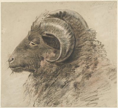Kop van een ram, naar links, van opzij gezien da Hendrik Stokvisch