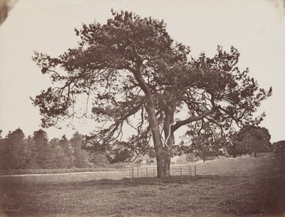 Parco del Palazzo Hamilton (Pino Parasole), 1858 circa (foto) da Henri Charles de Rostaing
