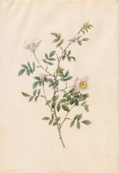 Rosa canina o rosa selvatica da Pierre Joseph Redouté