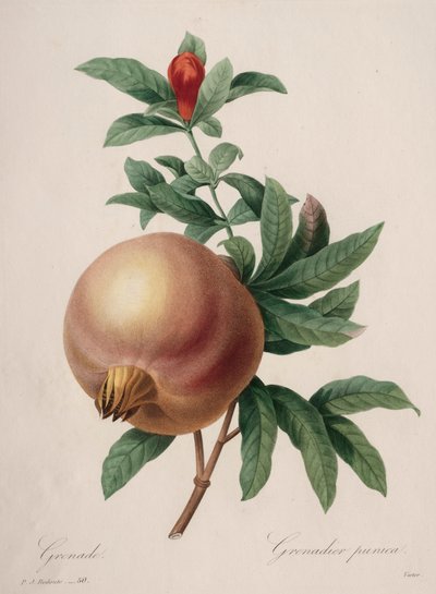 Scelta dei fiori più belli...frutti più belli: Melograno, 1827 da Pierre Joseph Redouté