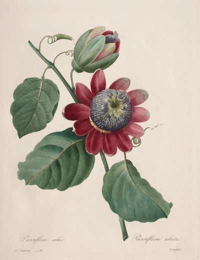 Choix des plus belles fleurs...plus beaux fruits: Passiflore ailee, 1827 da Pierre Joseph Redouté