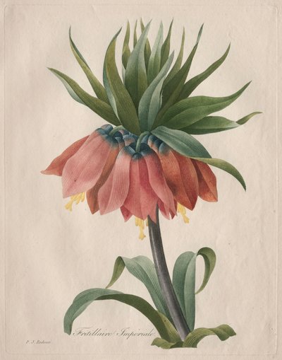 Fritillaria imperiale, 1827 da Pierre Joseph Redouté
