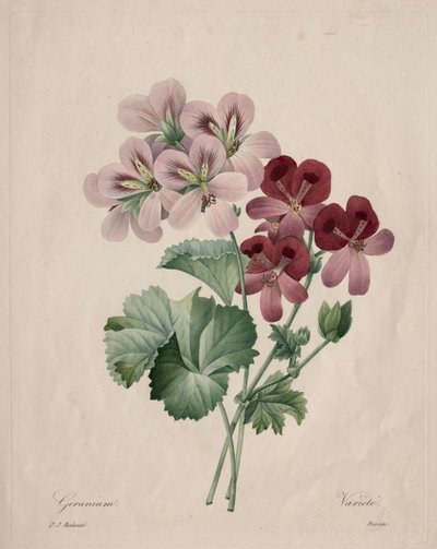 Geranio, 1827 da Pierre Joseph Redouté