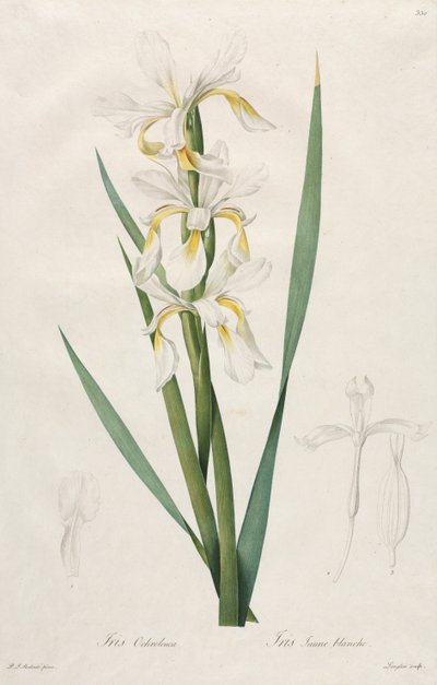 Iris a bande dorate da Pierre Joseph Redouté