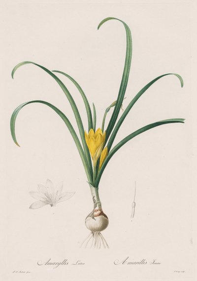 Les Liliacées: Amaryllis Lutes, 1802-1816 da Pierre Joseph Redouté