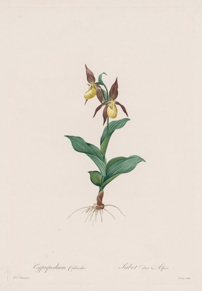 Les Liliacées: Cypripedium calceolus, 1802-1816 da Pierre Joseph Redouté