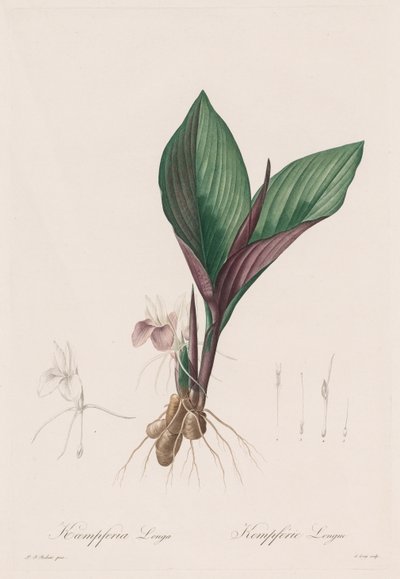 Les Liliacées: Kaempferia longa, 1802-1816 da Pierre Joseph Redouté
