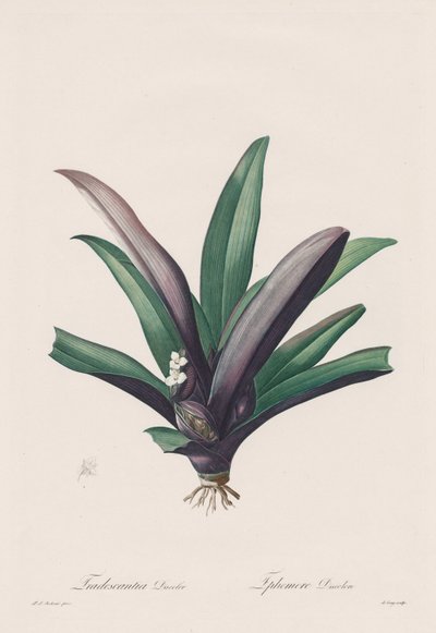 Les Liliacées: Tradescantia discolour, 1802-1816 da Pierre Joseph Redouté