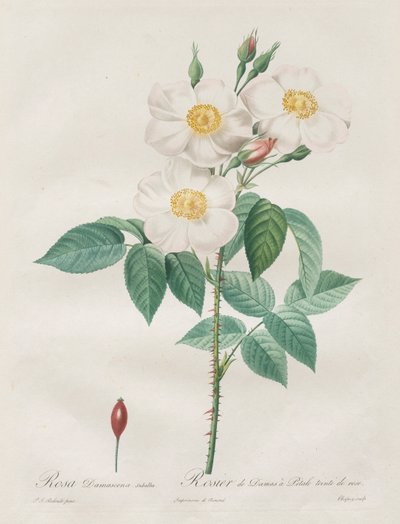 Le Rose: Rosa Damascena, subalba, 1817-1824 da Pierre Joseph Redouté