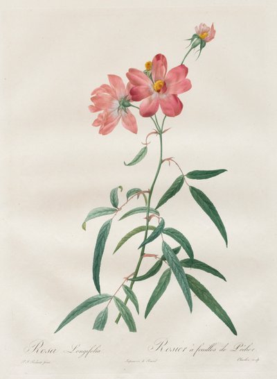 Les Roses: Rosa Longifolia da Pierre Joseph Redouté