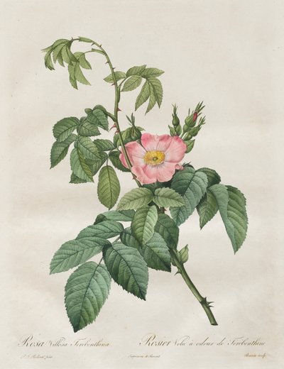 Le Rose: Rosa Villosa Terebenthina da Pierre Joseph Redouté
