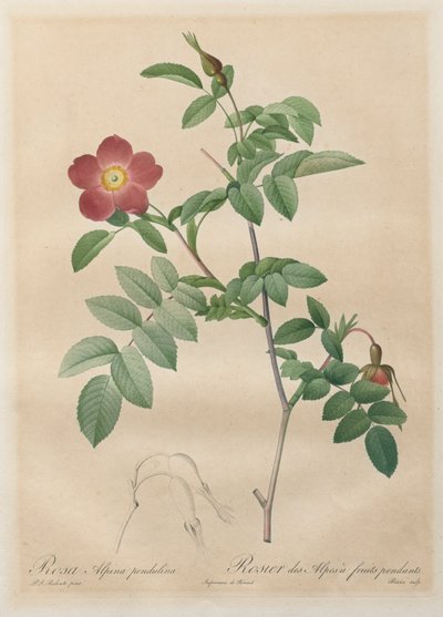 Le Rose: Rosa alpina pendulina da Pierre Joseph Redouté
