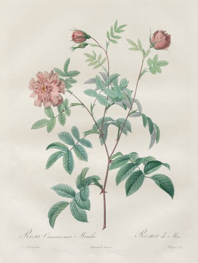 Le Rose: Rosa cinnamomea da Pierre Joseph Redouté
