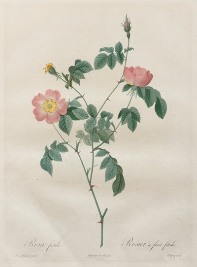 Le rose: Rosa indica da Pierre Joseph Redouté