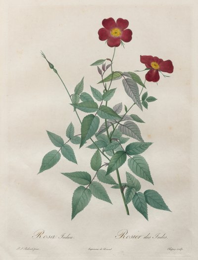 Le rose: Rosa indica, 1817-1824 da Pierre Joseph Redouté