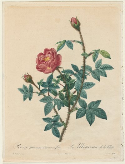 Rosa muschiata, 1817-1824 da Pierre Joseph Redouté