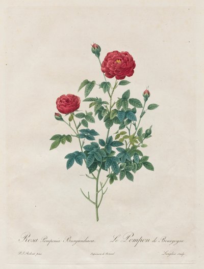 Pompon Rose, 1817-1824 da Pierre Joseph Redouté
