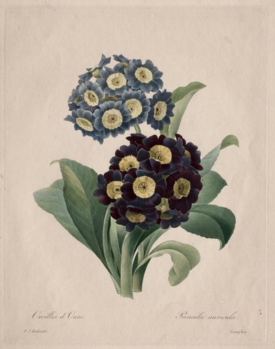 Primula auricula, 1827 da Pierre Joseph Redouté