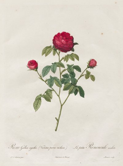 Rosa di Provenza o Rosa Francese da Pierre Joseph Redouté