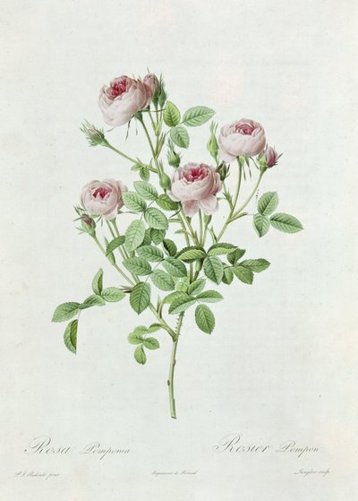 Rosa Pomponia, da 