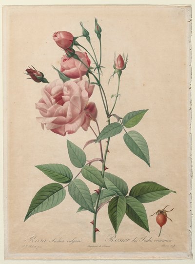 Le rose: Rosa della Cina o del Bengala da Pierre Joseph Redouté