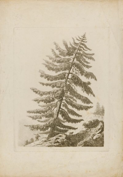 A Pine Tree da Henri L