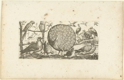 Diciotto uccelli da Henri Le Roy