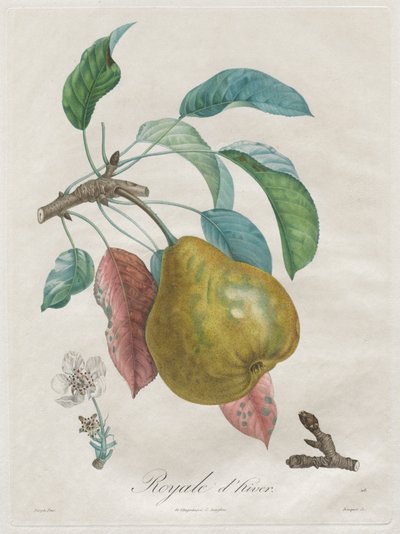 Trattato degli alberi da frutto: Royal d