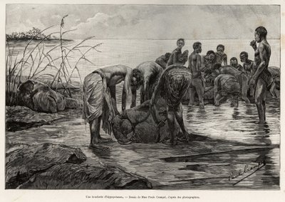 Una macelleria di ippopotami sulle rive di un fiume dell