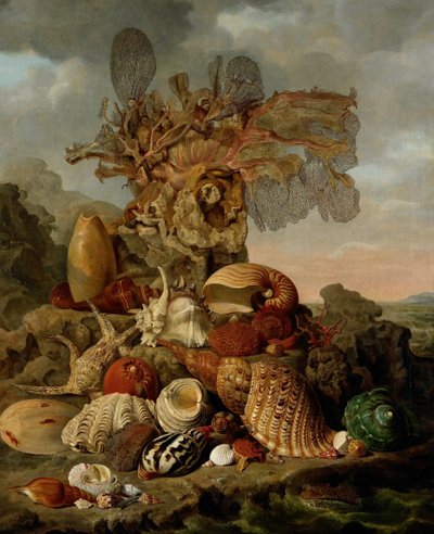 Conchiglie e piante marine da Henricus Franciscus Wiertz