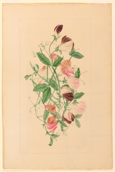 Disegno, Piselli dolci, 1875 da Henrietta Benson Homer