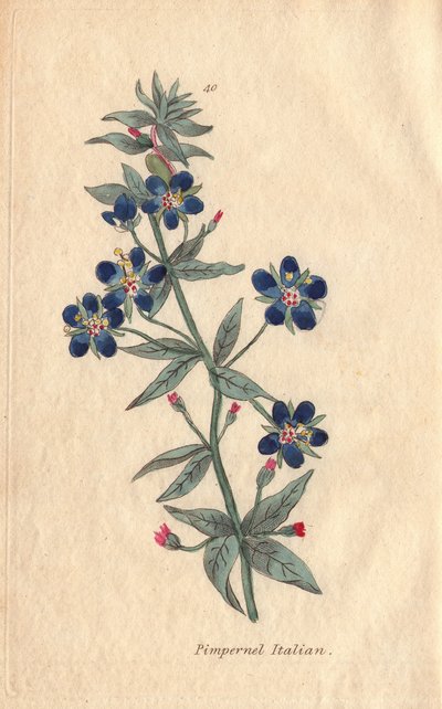 Pimpinella italiana, fiore di Anagallis monellis da Henrietta Moriarty