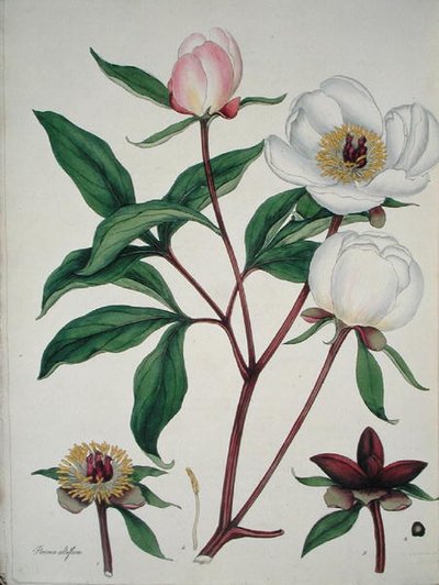 Paeonia Albiflora, da 