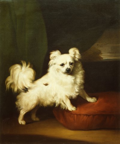 Il Suo Preferito, Un Papillon Bianco su un Cuscino da Henry Bernard Chalon