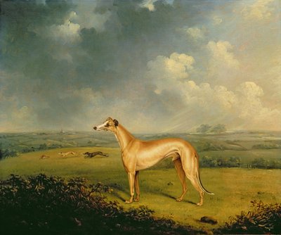 Il levriero 