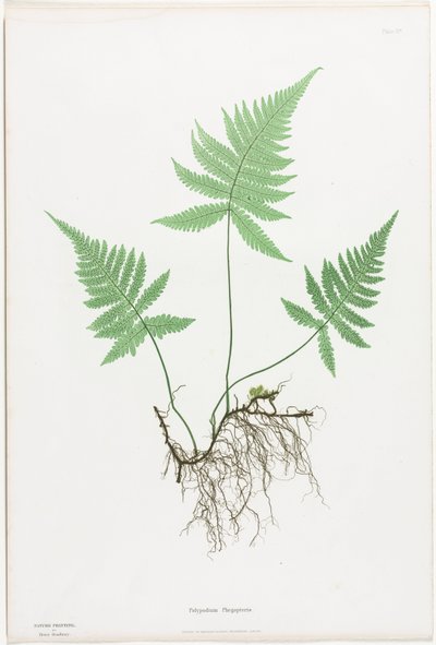 Felci della Gran Bretagna e Irlanda: Polypodium Phegopteris da Henry Bradbury