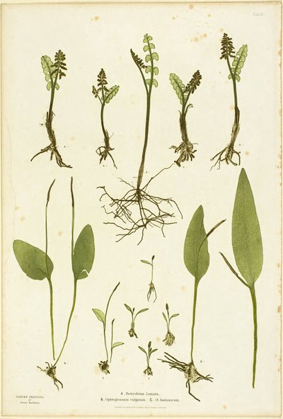 Stampa naturalistica di felci Moonwort e Adder
