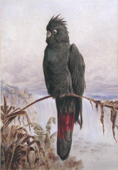 Cacatua nero dalla coda rossa australiano da Henry Bright