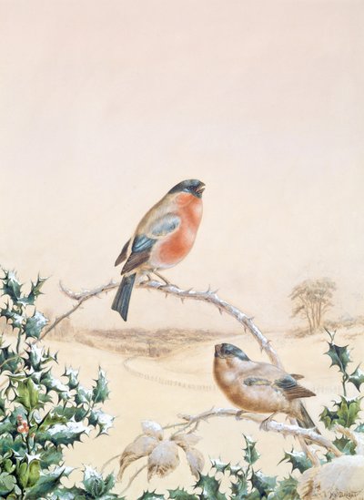 Scena invernale con fringuello e agrifoglio da Henry Bright