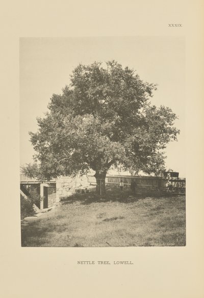 Albero dell