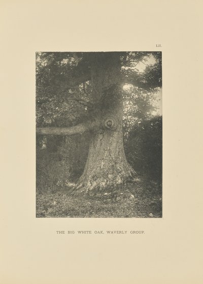 La Grande Quercia Bianca, Gruppo Waverly da Henry Brooks