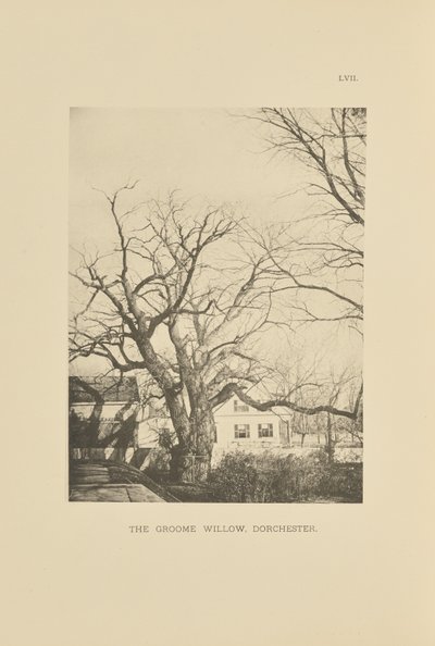 Il salice di Groome, Dorchester da Henry Brooks