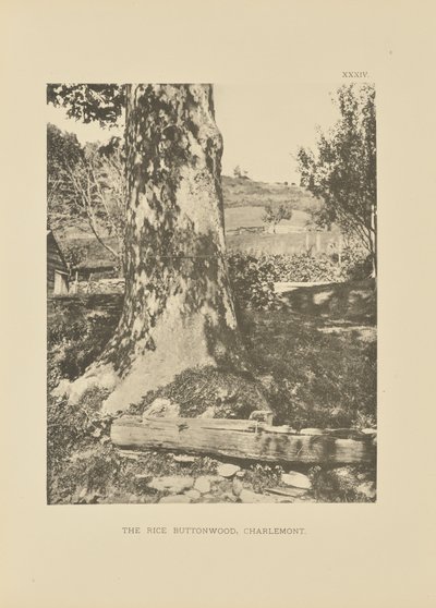 Il riso Buttonwood, Charlemont da Henry Brooks