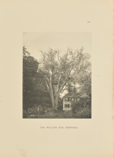 Il Willard Elm, Deerfield da Henry Brooks