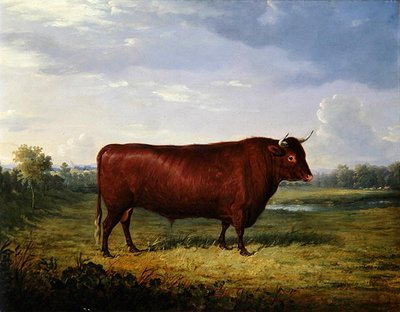 Ritratto di un toro marrone da Henry Calvert