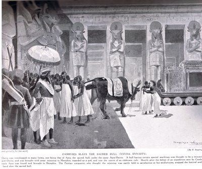 Cambise uccide il Toro Sacro, illustrazione da 
