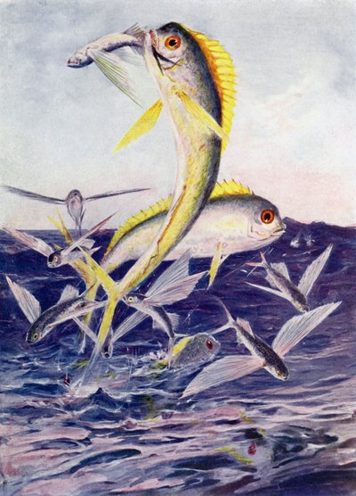 Pesci volanti attaccati da Henry Charles Seppings Wright
