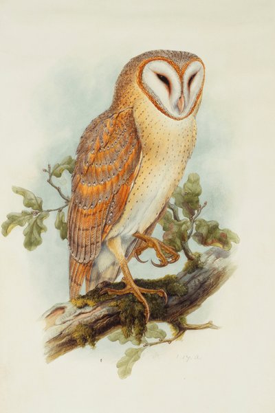 Barbagianni da Henry Constantine Richter