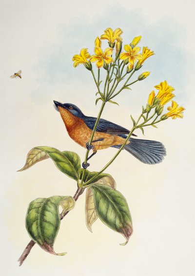 Pigliamosche dal becco largo (Myiagra ruficollis), da Birds of Asia da Henry Constantine Richter
