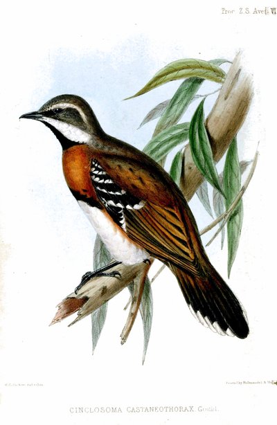 CinclosomaCastaneotoraceRichter da Henry Constantine Richter